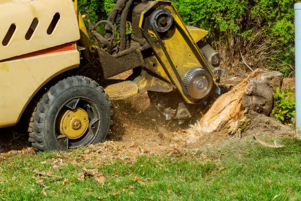 Reliable Tree Stump Removal Tree Stump Removal