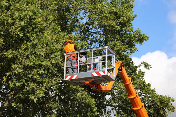Reliable Tree Trimming Tree Trimming