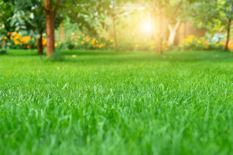 Essential Lawn Care Services For Healthy Tree Maintenance Patterson CA Essential Lawn Care Services For Healthy Tree Maintenance Patterson CA