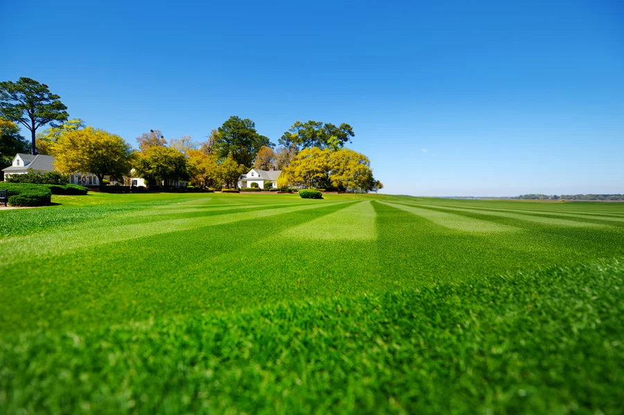 Essential Lawn Care Services For Healthy Tree Maintenance in Patterson CA Essential Lawn Care Services For Healthy Tree Maintenance in Patterson CA