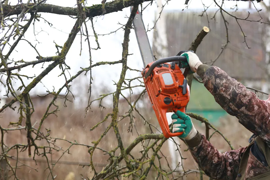 Experienced Tree Trimming Patterson CA Experienced Tree Trimming Patterson CA