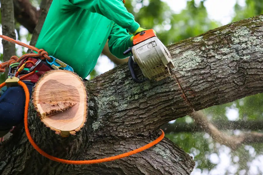 Premium Tree Trimming Patterson CA Premium Tree Trimming Patterson CA