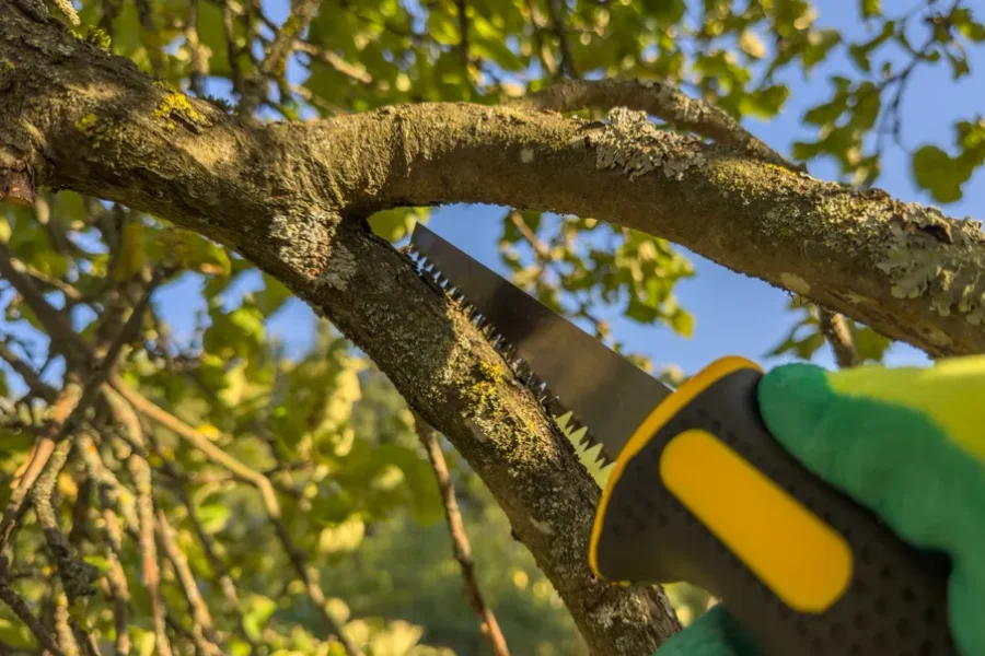 Quality Tree Trimming Patterson CA Quality Tree Trimming Patterson CA