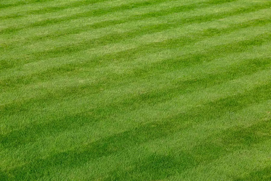 Why Lawn Care Services Matter For Your Tree Health Patterson CA Why Lawn Care Services Matter For Your Tree Health Patterson CA
